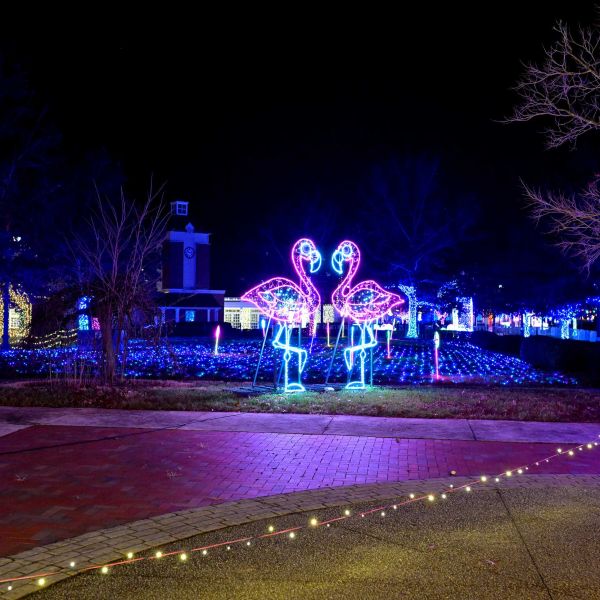 gardenoflights2024-03.jpg