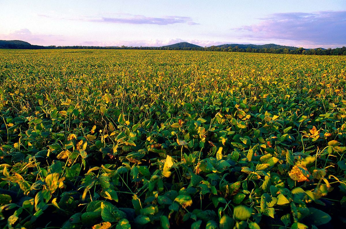 tuscarawas-2000-tusky-soybean-field.jpg